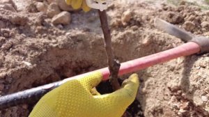 Как посадить саженцы сладкого миндаля. Посадка миндального ореха весной