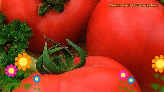 Томат Искушение F1. Краткий обзор, описание характеристик, где купить семена solánum lycopérsicum смотреть онлайн