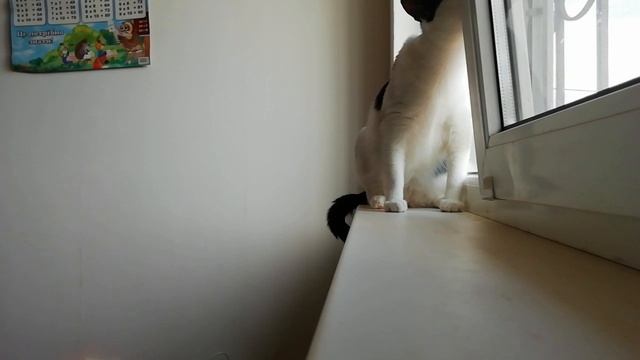 What does my cat do? ((Что делает мой кот?)) смотреть онлайн