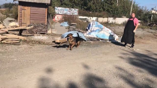 Дрессировка собак по охране и защите - владельцев и их территории смотреть онлайн