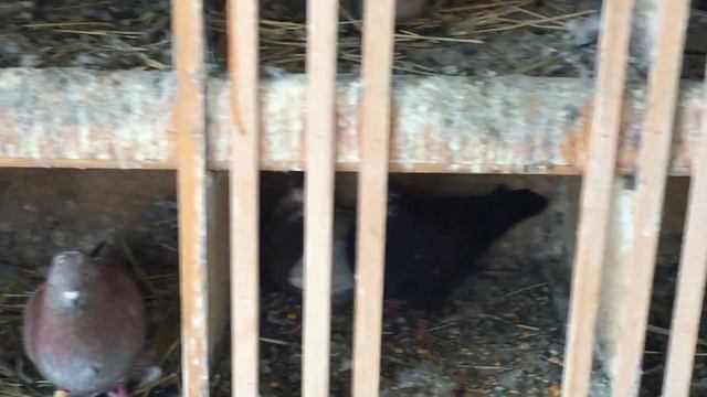 #Pigeon.Как отличить нужные советы от не нужных. смотреть онлайн