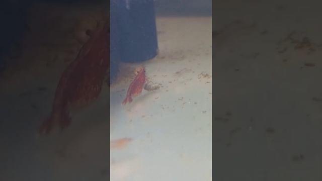 жизнь креветок смотреть онлайн