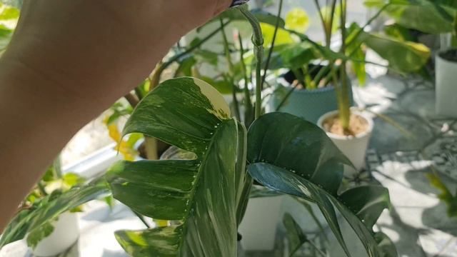 Эпипремнум пинатум на влажной опоре смотреть онлайн