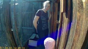 Купили курочек