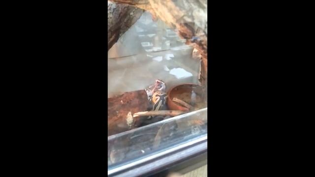 Кормление Королевского Питона смотреть онлайн