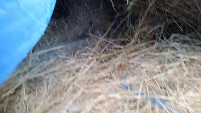 Сколько сена нужно корове? Корова 4-й месяц стельности. смотреть онлайн