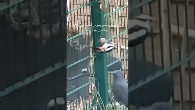 К кому-то прилетают скворцы, а к нам дятлы. смотреть онлайн