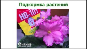 НВ 101 в гранулах