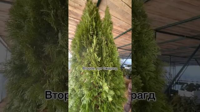 ? ТОП 3 ВИДОВ ТУИ для живой изгороди смотреть онлайн