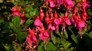 Как обрезать фуксии после зимы