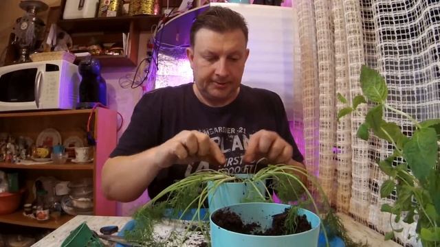 # 3 Часть Травы из супермаркета добавились, фенхель, мангольд, мята. Черенкование розмарина. смотреть онлайн