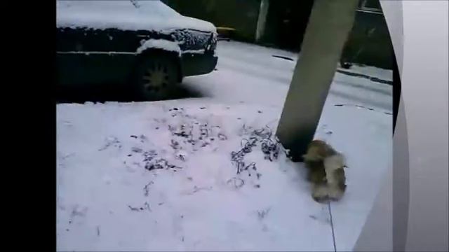 ****Пекинес и первый снег**СМОТРЕТЬ ДО КОНЦА** смотреть онлайн
