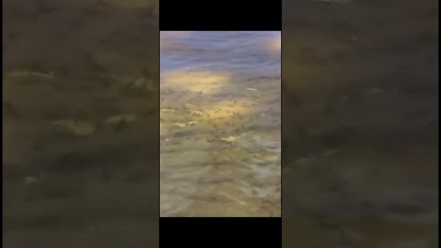 Хитрый замысел с подкормкой смотреть онлайн