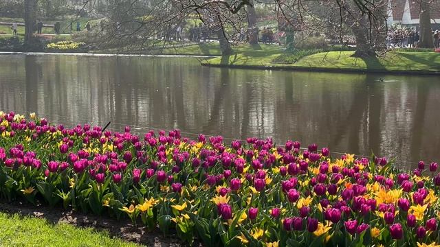 Парк цветов “Keukenhof”/ The royal park of flowers “Keukenhof” смотреть онлайн