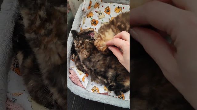 Пушистые милые попки🥰🐈🐈⬛ Котики-муркотики.