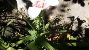 Тигридия. Редкое растение в саду.       #тигридия #луковичное #растение