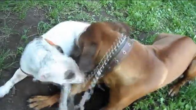 Бультерьер играет с риджбеком | Bull terrier playing with ridgeback смотреть онлайн