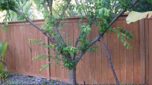 На каком расстоянии сажать плодовые деревья друг от друга