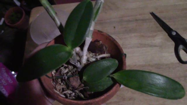 Cattleya Intermedia meet my tuffy смотреть онлайн
