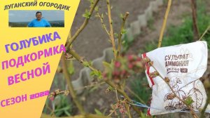 Важная подкормка голубики весной.