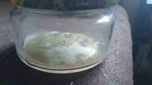 Сделать легко Мицелий шампиньонов в домашних условиях