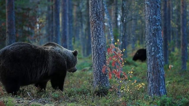 Медведи. Лес Финляндии смотреть онлайн