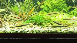 Год аквариуму 500 литров Плюсы и минусы большого аквариума