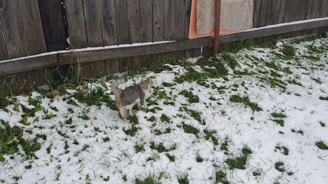 Первый снег/ремонтантная малинка/лепим снеговика