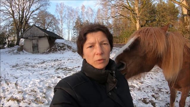 Расчищаю копыта лошади. Снова зима // Жизнь на хуторе смотреть онлайн