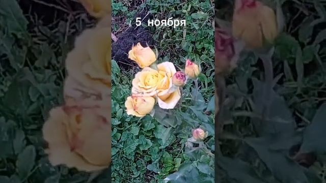 Кустовые розы. Жёлтая роза. Осень 2021. смотреть онлайн