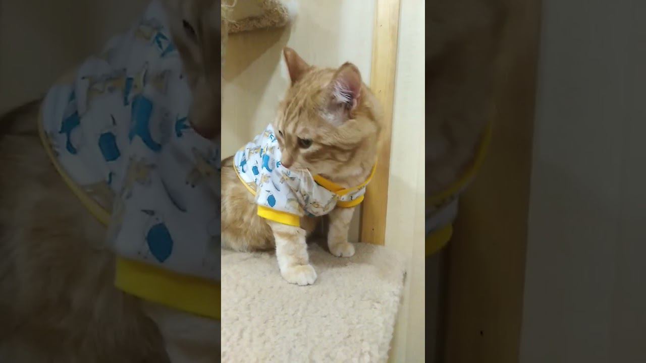 Модный Ронушка