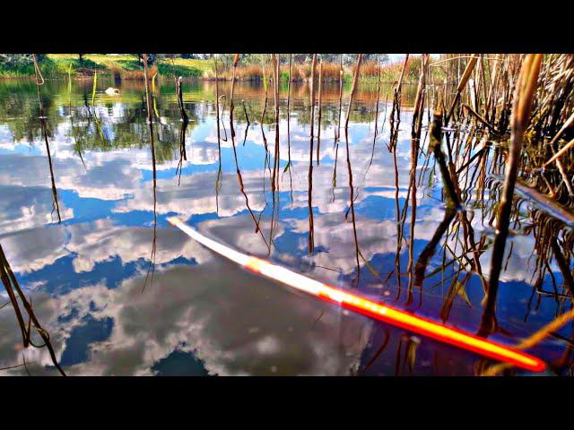 ДОЖДАЛСЯ! ОНИ ПРИШЛИ ГНУТЬ УДОЧКУ В БУБЛИК! РЫБАЛКА НА ПОПЛАВОК смотреть онлайн