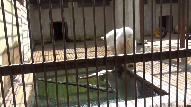Таллинский зоопарк. Белый медведь 3/3 смотреть онлайн