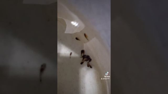 Потомство от Звездчатого сома L-181. смотреть онлайн