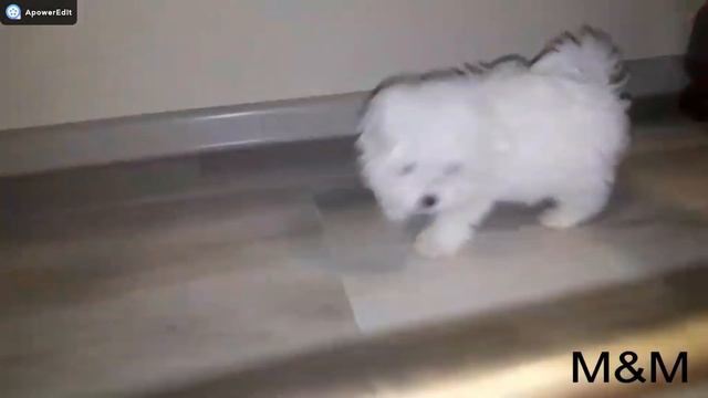 BOLONJEZERI VIDEO M&M смотреть онлайн