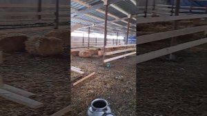 строительство овчарни для овец