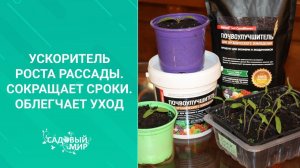 Ускоритель роста рассады. Сокращает сроки. Облегчает уход. Сезон 2020