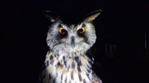 Очень живописные ночные УГУ от совы филина Ёлки