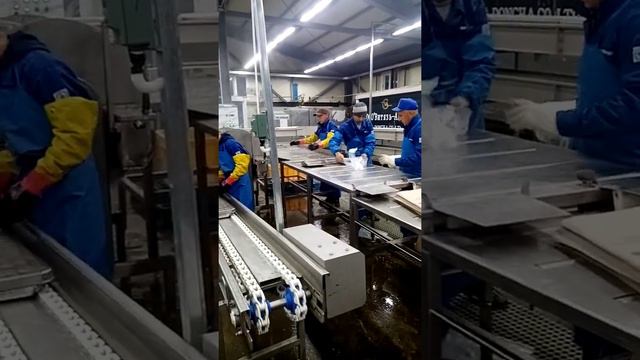 п. Соболево, Камчатка, старт путины в полном разгаре 2021 🐟 смотреть онлайн