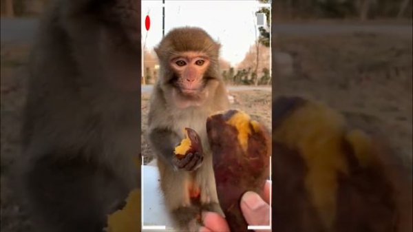 The Best of Monkey Videos - A Funny Monkeys Compilation Ep35