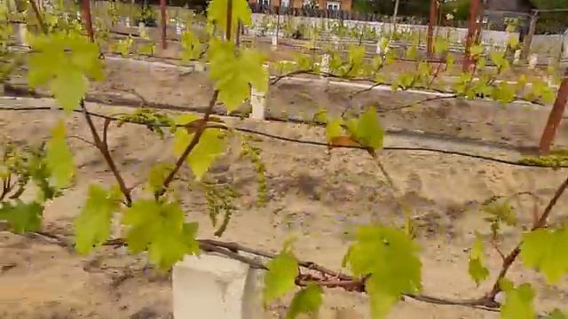 Сожжем виноградник.Результат обработки Абига-Пик.Весь участок. смотреть онлайн