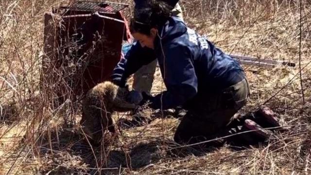 Женщина не знала, что это было за существо, но она поняло, что животное отчаянно нуждается в помощи смотреть онлайн