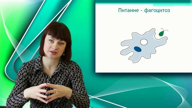 Амеба обыкновенная. Онлайн подготовка к ЕГЭ по Биологии. смотреть онлайн