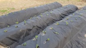 Фриго земляники сорт Кабрилло спустя две недели после посадки. часть 3