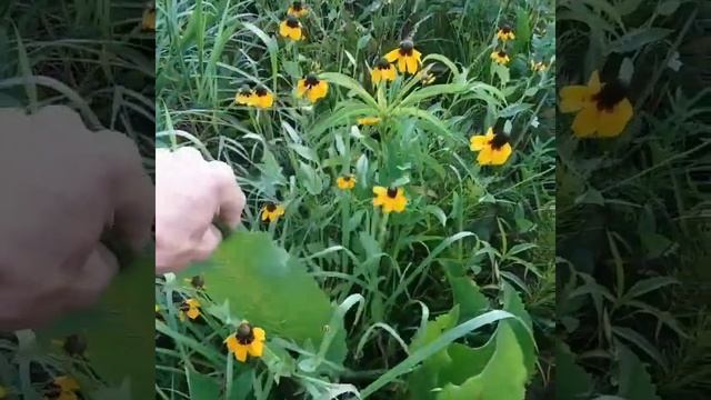 Rudbeckia maxima, Giant coneflower. Native prairie restoration. смотреть онлайн