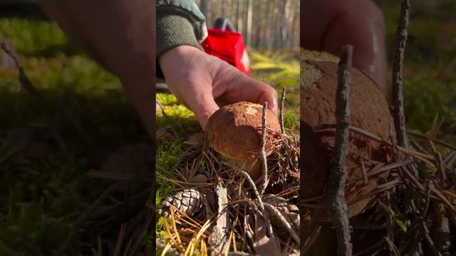 Боровики Карелии 11.09.2023 часть1 смотреть онлайн