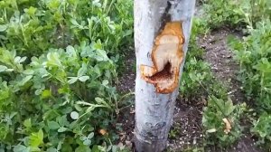 Как спасти дерево от Шашеля ? как я это делаю.?