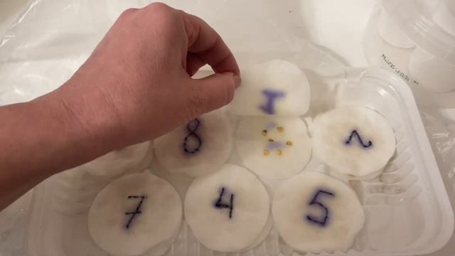 Перец проклюнулся через ДВА ДНЯ!!! ?? смотреть онлайн