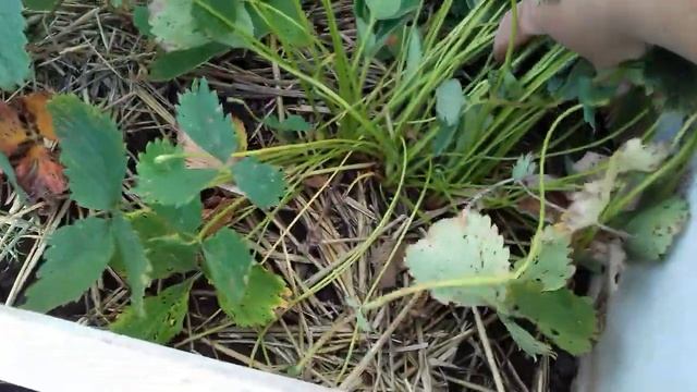 Клубника. Вот , что надо сделать с " жирующими " кустами клубники . смотреть онлайн