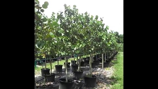 Seagrape trees (Coccoloba uvifera) -Baygrape смотреть онлайн